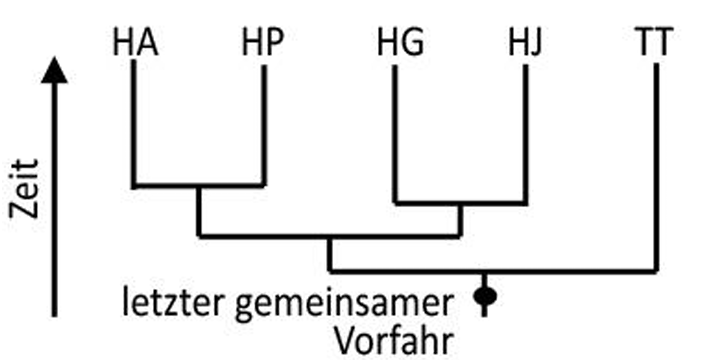 Phylogenetischer Stammbaum mit HA, HP, HG, HJ und TT, Zeitachse links und Markierung „letzter gemeinsamer Vorfahr“